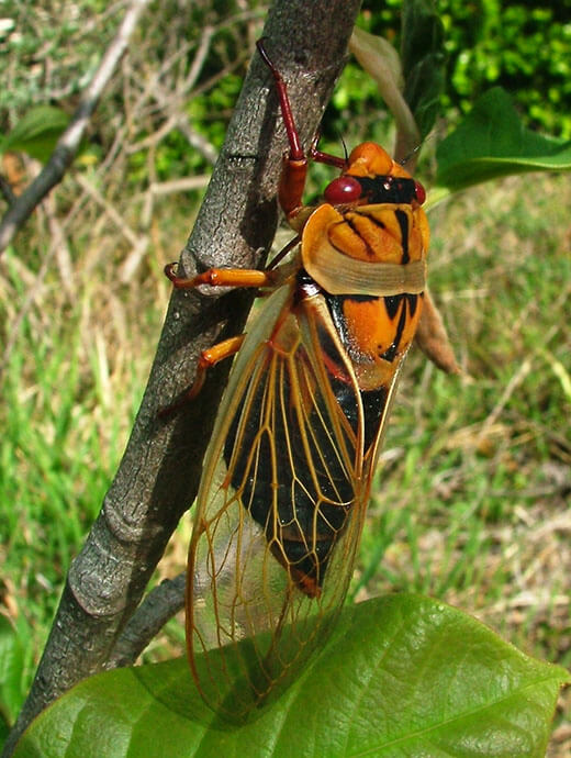 A vibrant cicada with striking orange and black patterns clings to a branch. Its translucent wings are intricately veined, set against a lush green background.