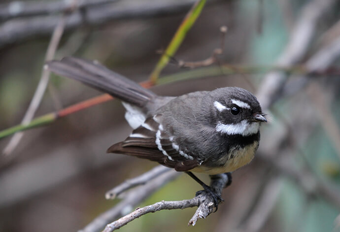 A small, brown and white bird with striking facial markings perches on a branch amid blurred twigs, conveying a calm, natural setting.