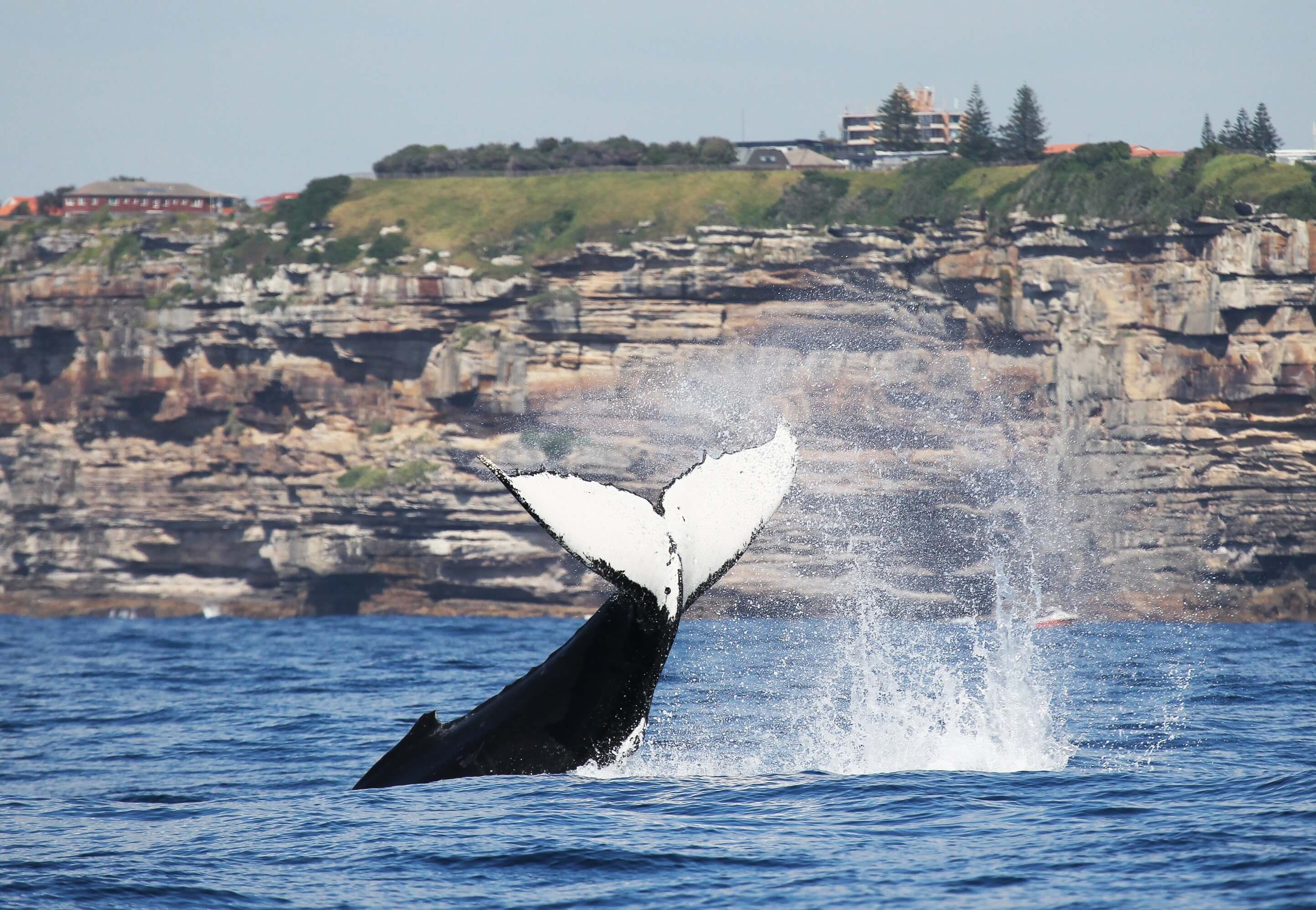 A whale's tail splashing in the ocean near a rocky coastline with cliffs and some buildings on top. The tail is white with black edges. The background shows a clear sky and a rugged cliff face.