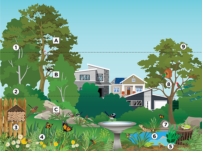 Illustration of a backyard garden which shows different layers of plants to create habitat to increase biodiversity and support native wildlife. Three different horizontal levels are marked with a dotted black line: (A) canopy or green tree tops, (B) midstorey or branches of tall trees and bushes, and (C) understorey and ground cover represented by green grass and bushes. There are houses in the background, structures such as a fence and bird bath in the garden, as well as insects and animals.