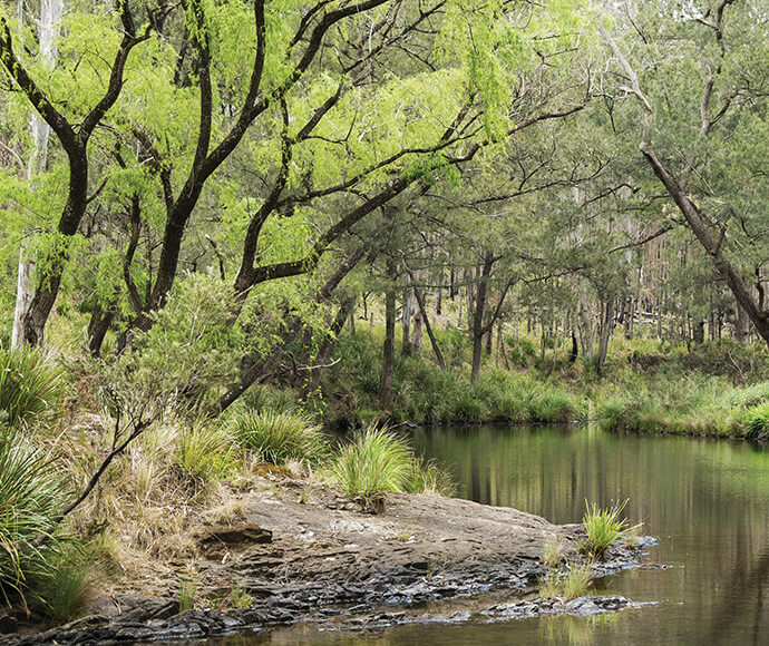 "A serene river scene in Koreelah National Park, featuring lush green trees with overhanging branches, a rocky riverbank, and calm water reflecting the surrounding forest.