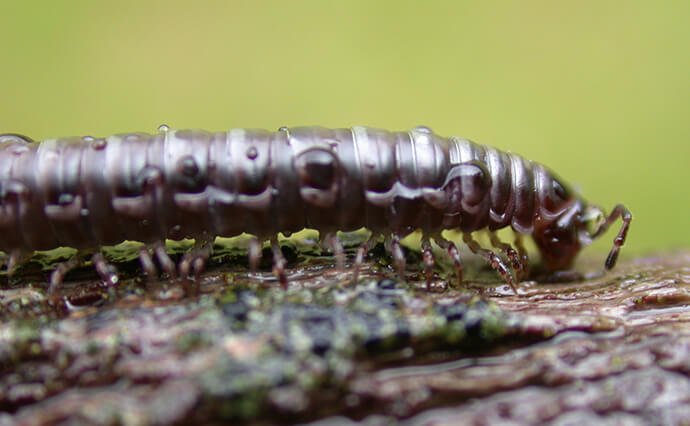 Front part of a black millipede insect crawling across a log.