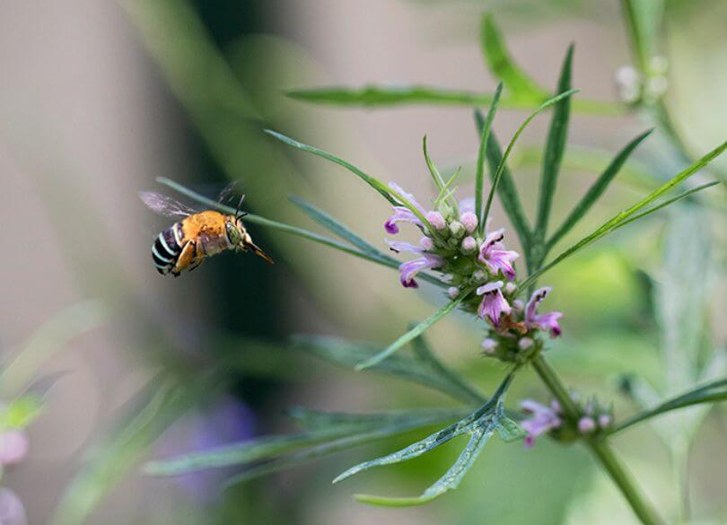 A bee hovers near purple and pink wildflowers with slender green leaves. The soft-focus background adds a serene, natural ambiance.