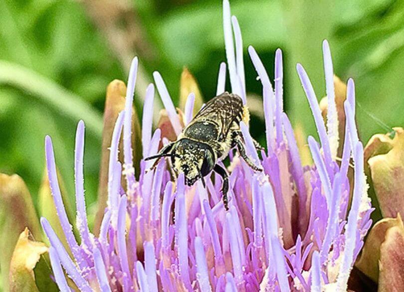 A bee with a yellow and black body is perched on a vibrant purple flower with spiky petals, set against a blurred green background.