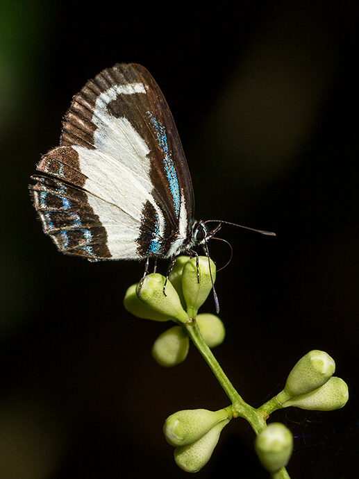 A butterfly with black, white, and blue patterned wings rests on a cluster of small green buds against a dark background, creating a serene and delicate scene.