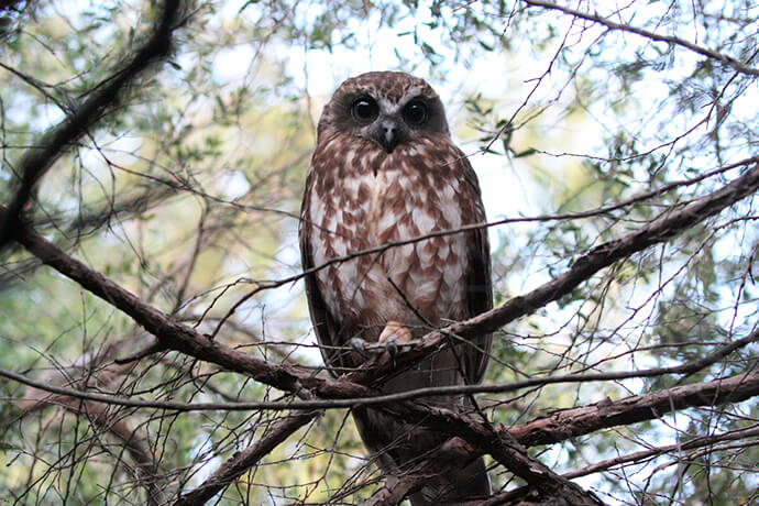 A brown and white owl with large eyes perches on tree branches, surrounded by dense foliage. The setting is calm and natural, with a serene atmosphere.