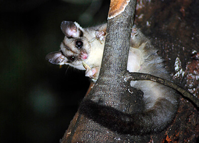 A curious squirrel glider clings to a tree branch at night, its large eyes and fluffy tail visible, evoking a sense of intrigue against a dark background.