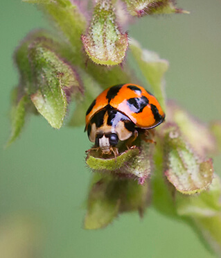 A vibrant orange and black ladybug perched on a green plant with textured leaves. The close-up captures its glossy shell against a soft, blurred background.