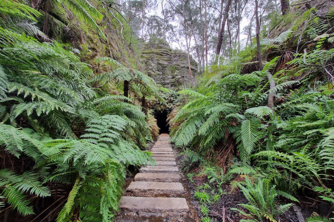 A narrow cut stone path leads between thickly growing ferns to a dark tunnel just visible in the rock