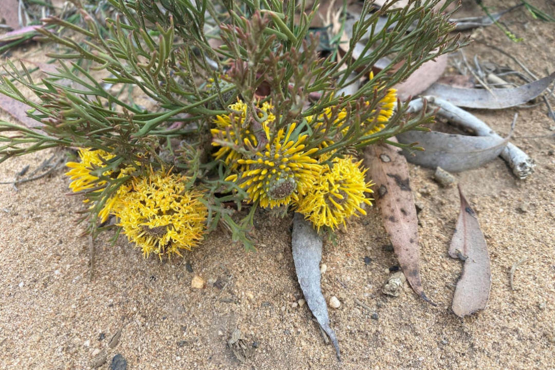 Yellow waratah-like flowers growing close to the ground from a thick-stemmed shrub