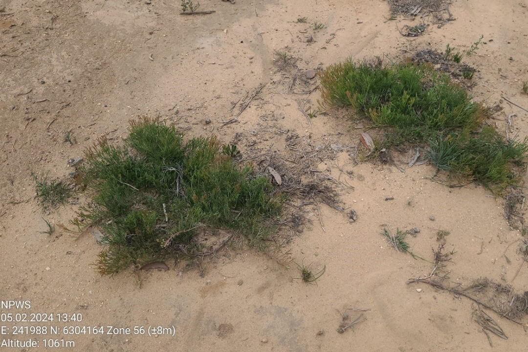 Green plants growing from dirt