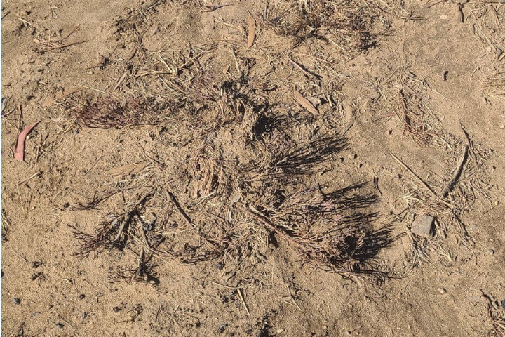 The remains of a scrubby plant, dead or alive, visible in the dirt; it has the appearance of having been smeared into the dirt