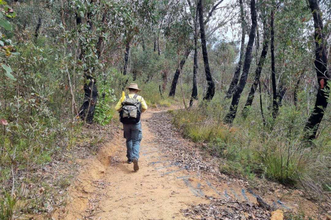 A hiker in a hat and long-sleeved clothing is seen from behind walking down a dirt track through the bush