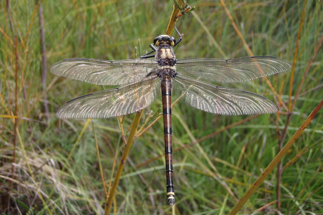 Close-up dorsal view photograph of a glimmering dragonfly with brown and black striped body and pearlescent wings