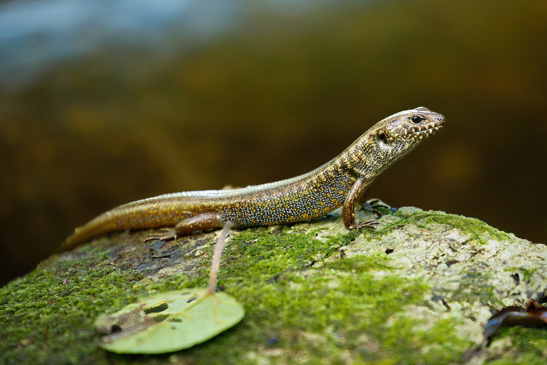 A green mossy rock sets the scene, as a tiny skink sits in the centre of the image. The skink has a golden sheen from the tail upwards, as the yellow spots slowly get bigger and more pronounced towards it's mouth. The sides of the body of the skink are blackened with tiny white speckles between the larger yellow. The tiny lizards has one tiny black loathing eye turned on the viewer. 