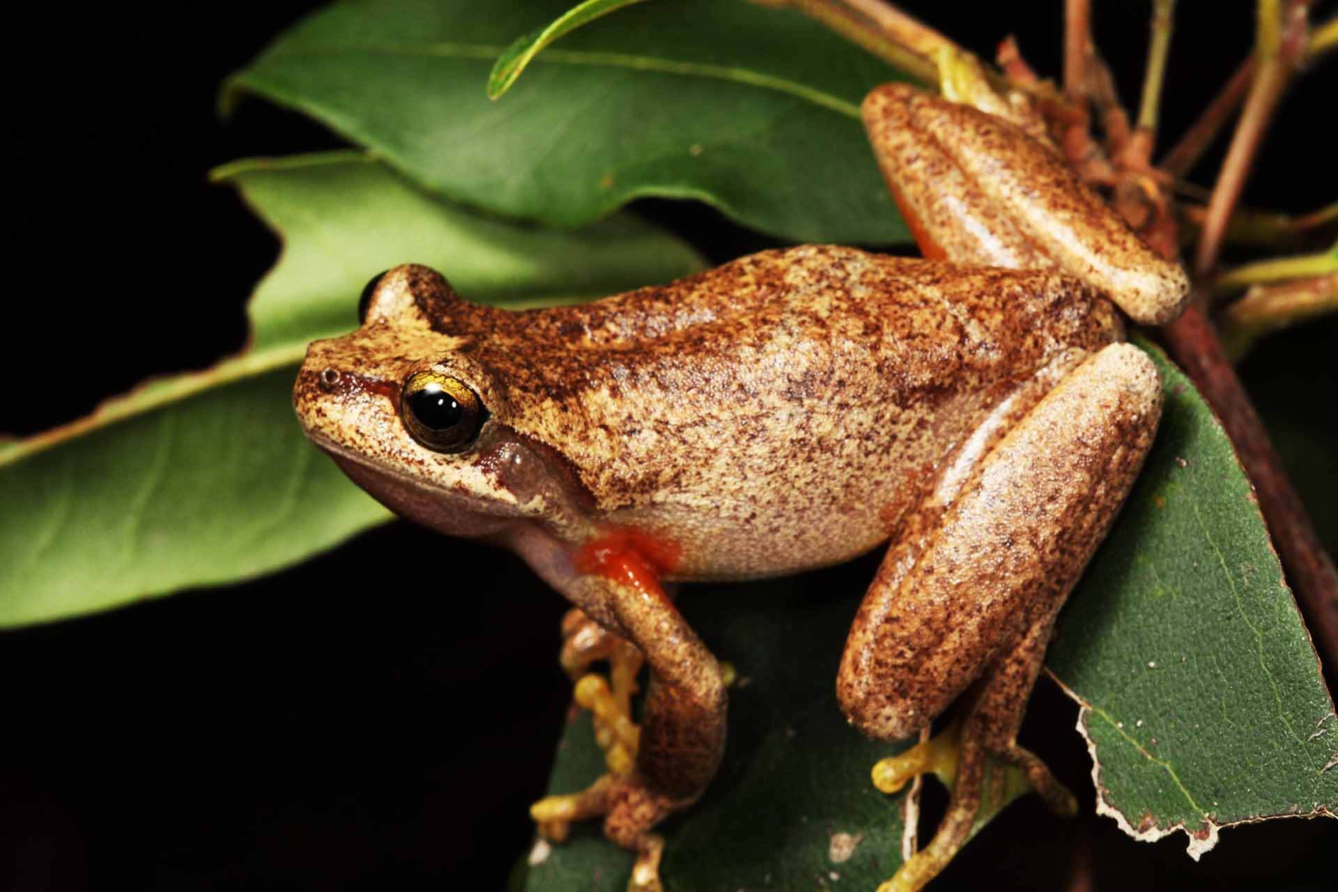 A brown speckled frog with a red patch, sitting on a tree branch