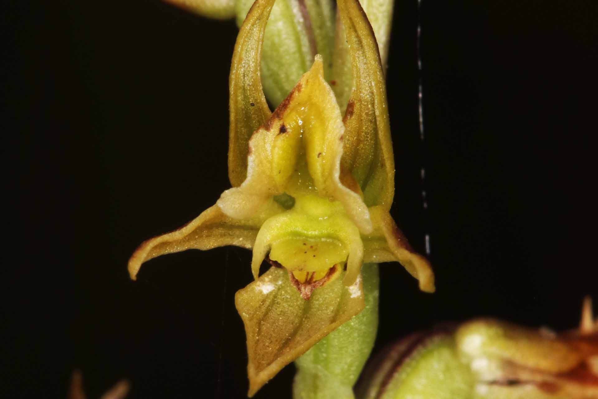 Diamond shaped orchid with ppoints up, down and to the sides