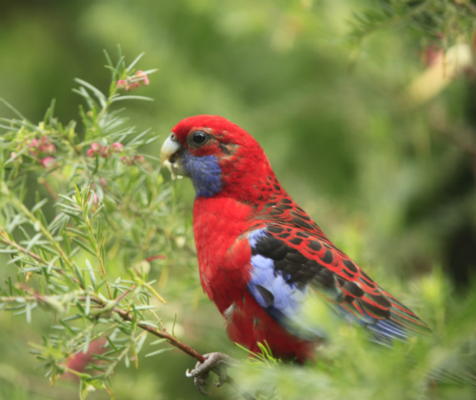 Crimson rosella, with red feathers and blue wings and cheeks, siting on a branch eating berries.