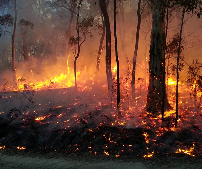 Fire flames and sparks in woodland with blackened tree trunks.