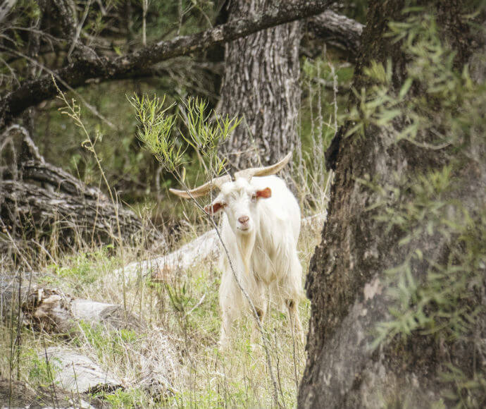 Feral goat standing in a forest