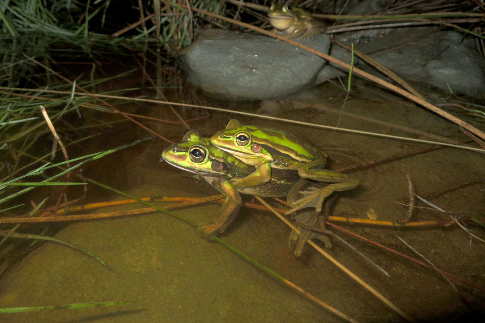 In the foreground is an amplecting pair of green and golden frogs, in shallow water, with a third frog on a rock in the background sitting alone