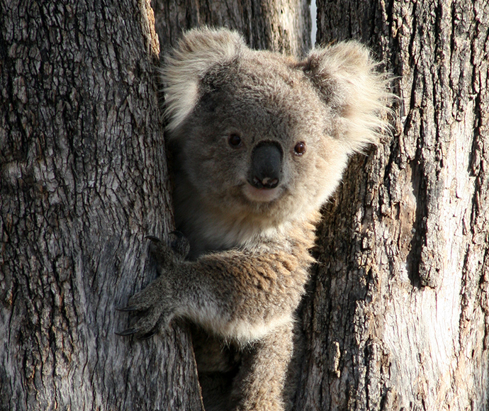 A Koala (Phascolarctos cinereus) sits in the bough of a tree