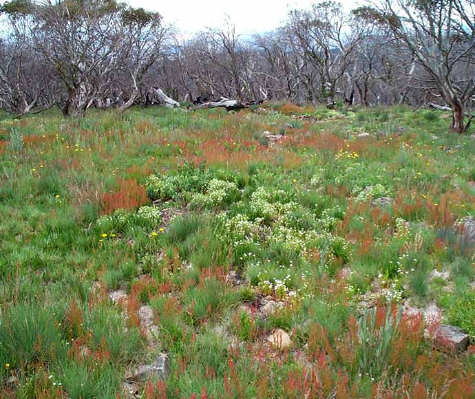 A field with lots of fresh green growth. Some plants have light charring and brown spots.