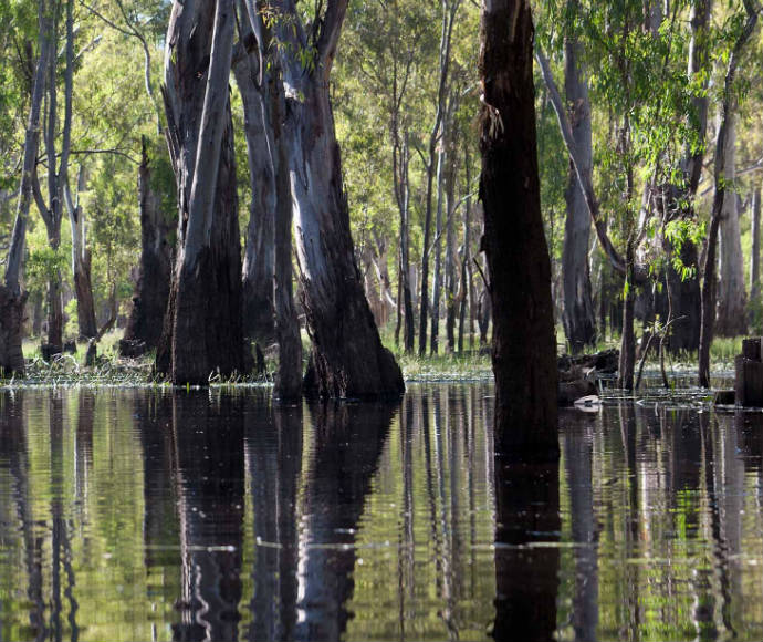 River red gums (Eucalyptus camaldulensis) reflecting in river, Murray Valley National Park