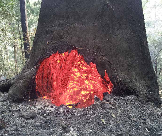 A burned blackened tree stump has a glowing red hole in it, showing it is still burning on the inside.