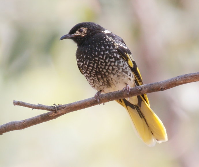 Regent honeyeater sitting on a branch in dense forest.