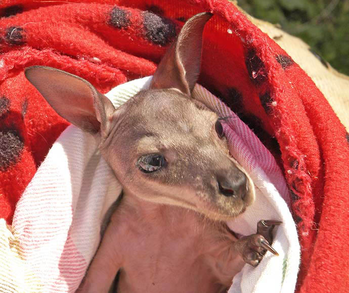 Small joey wrapped in blankets waiting to be bottle fed.