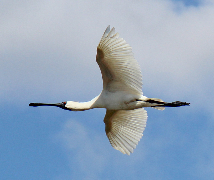 A royal spoonbill in flight against a blue sky with scattered clouds. The bird's distinct spoon-shaped bill is visible, along with its wide-spread wings featuring white plumage and darker tips. The graceful pose highlights the elegance and unique features of this bird in its natural habitat.