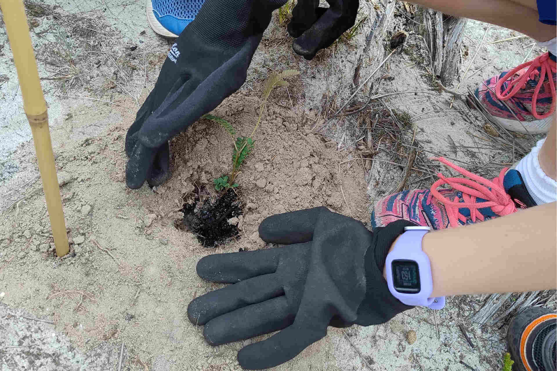 A child crouching down and patting the earth around a young, newly planted sunshine wattle with their small gloved hands