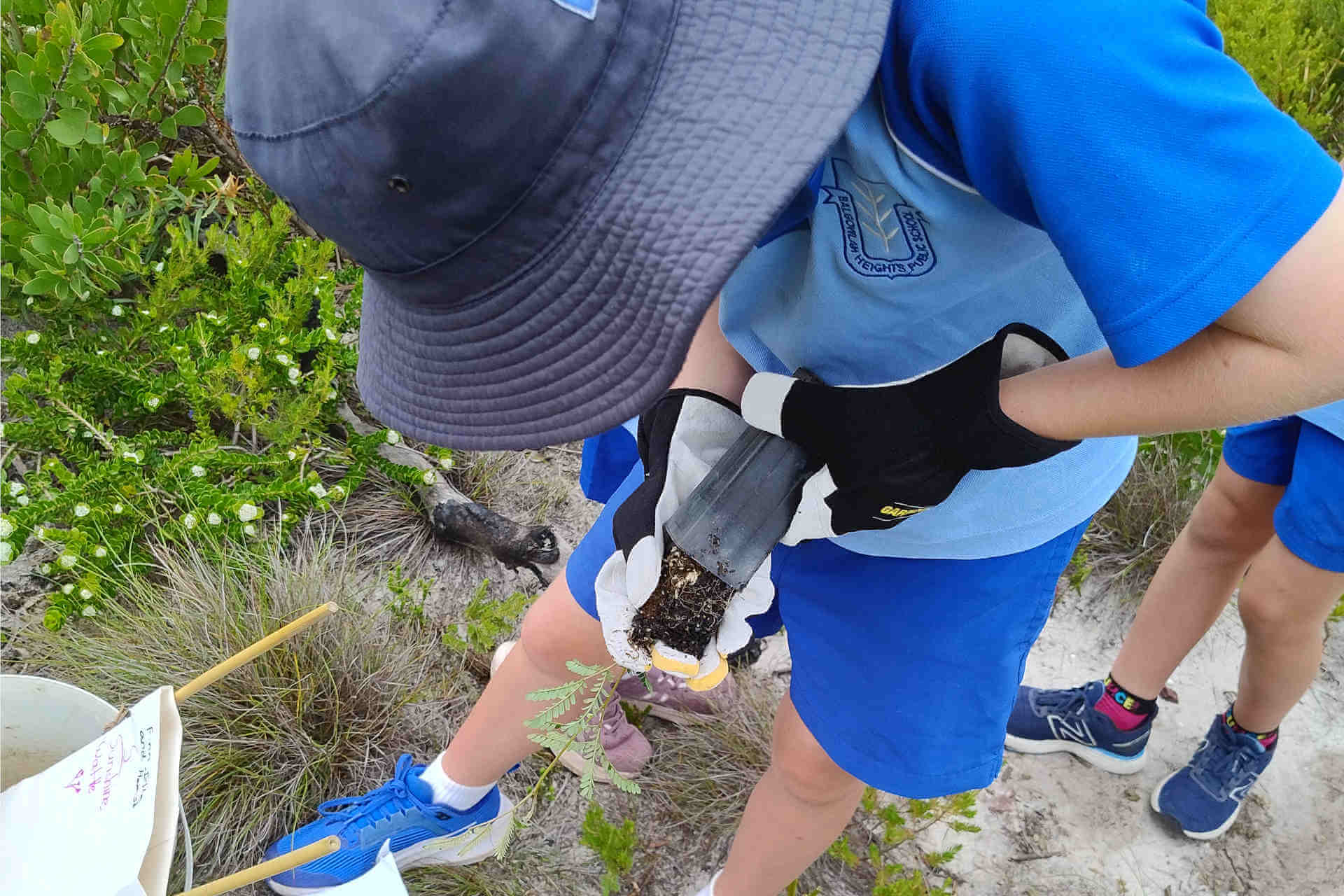 A child in school uniform in a floppy hat and wearing small gardening gloves is bending over in concentration to unpot a young plant