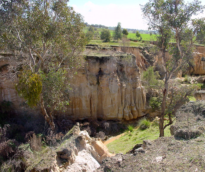 Soil erosion evident on the vertical sides of a gully at Gundagai, NSW.