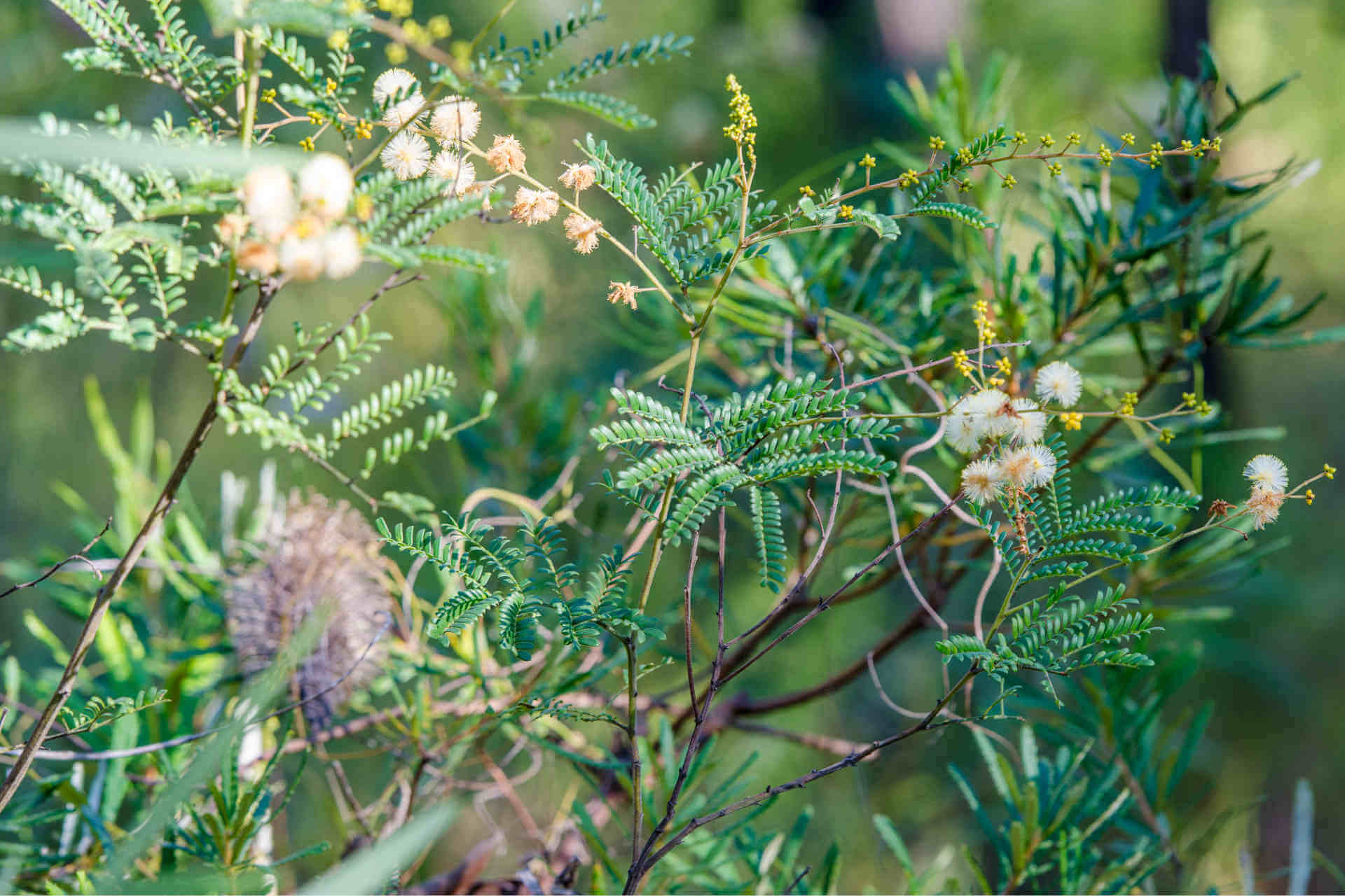 Close-up of sunshine wattle flowers, which are cream-coloured fuzzy-looking spheres, as well as their frond-like leaves and clusters of tiny yellow buds