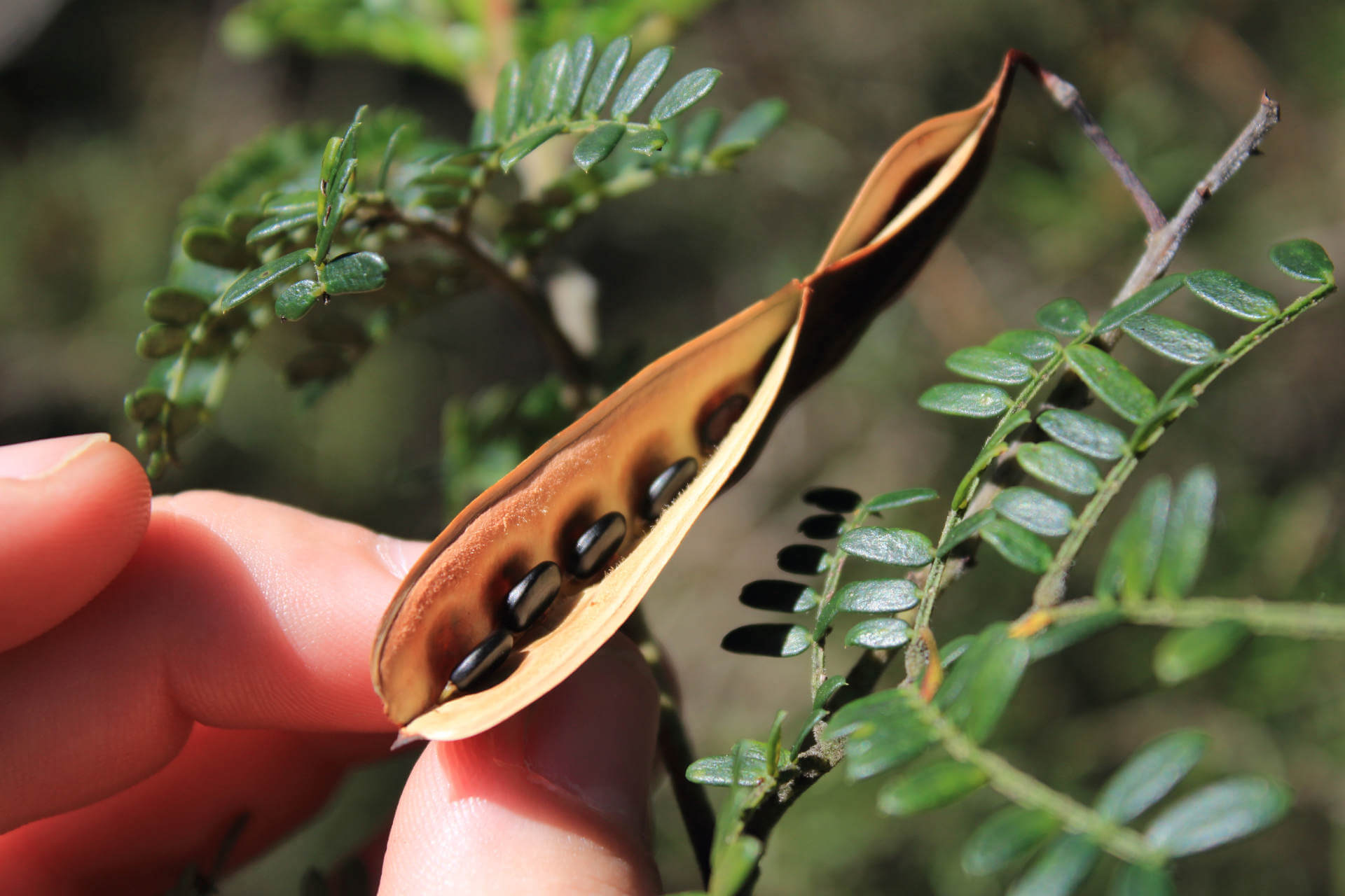 Close-up of a sunshine wattle seed pod, open, revealing a row of shiny black seeds