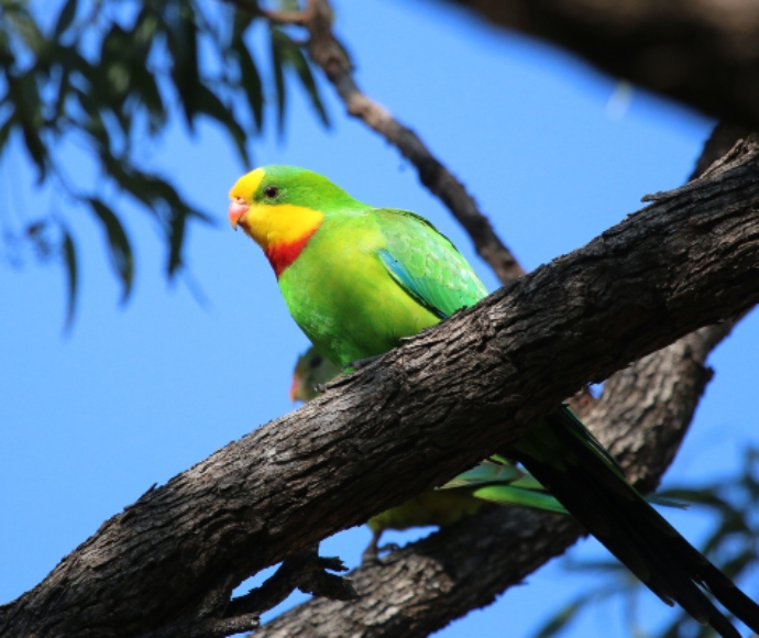 Bright green and yellow parrot sitting on a tree branch.