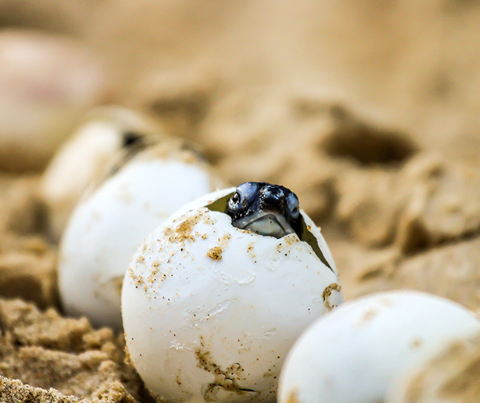 Turtle hatchling emerging from egg at Boambee Beach.