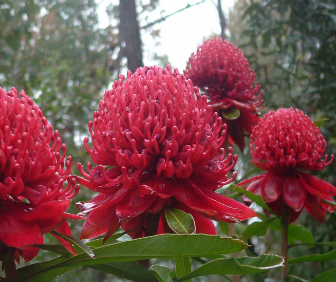 Four vibrant red Waratah flowers with numerous small, tubular petals.