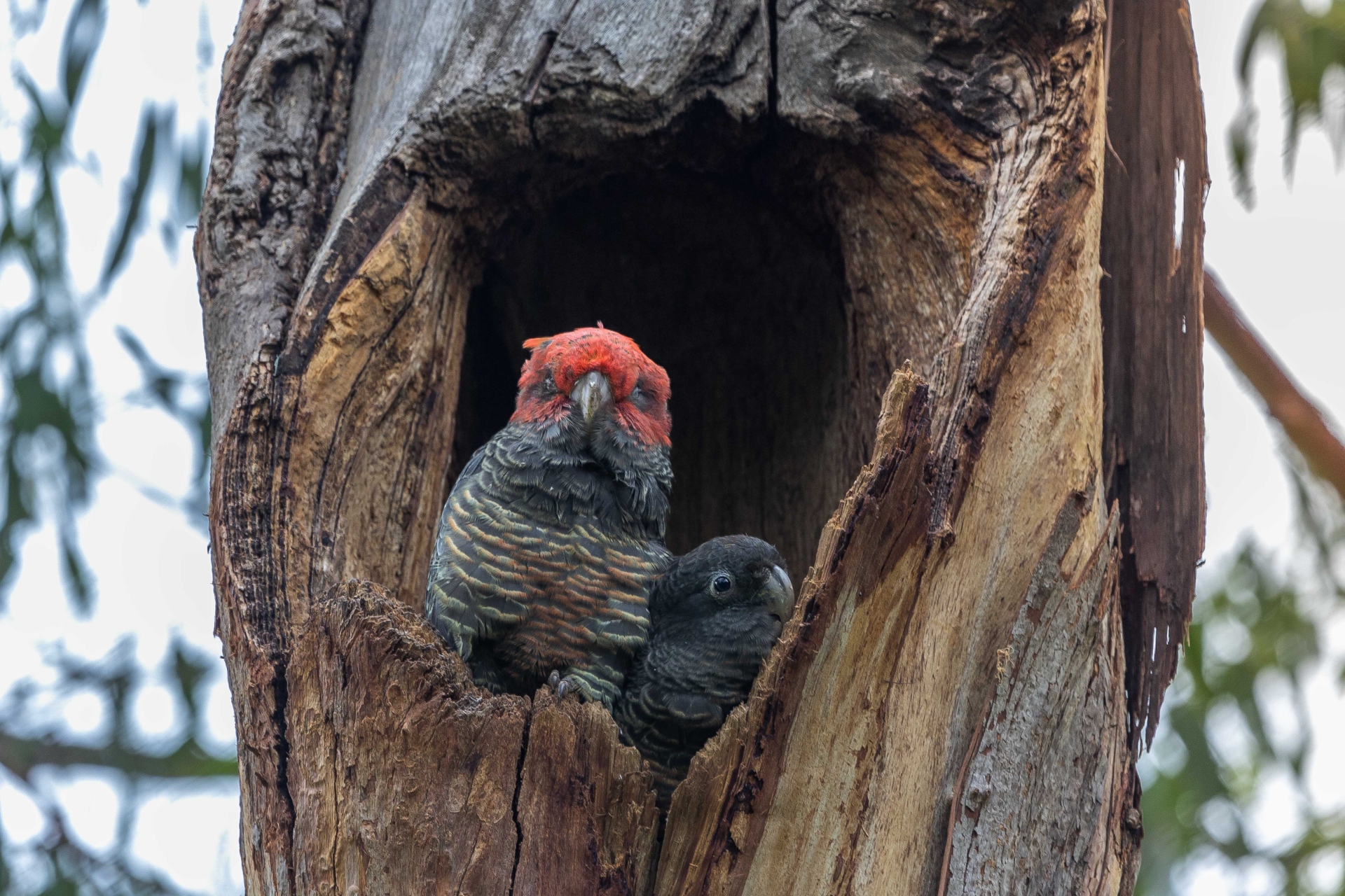 An adult and a juvenile cockatoo sit at the entrance of a hollow in a tall tree