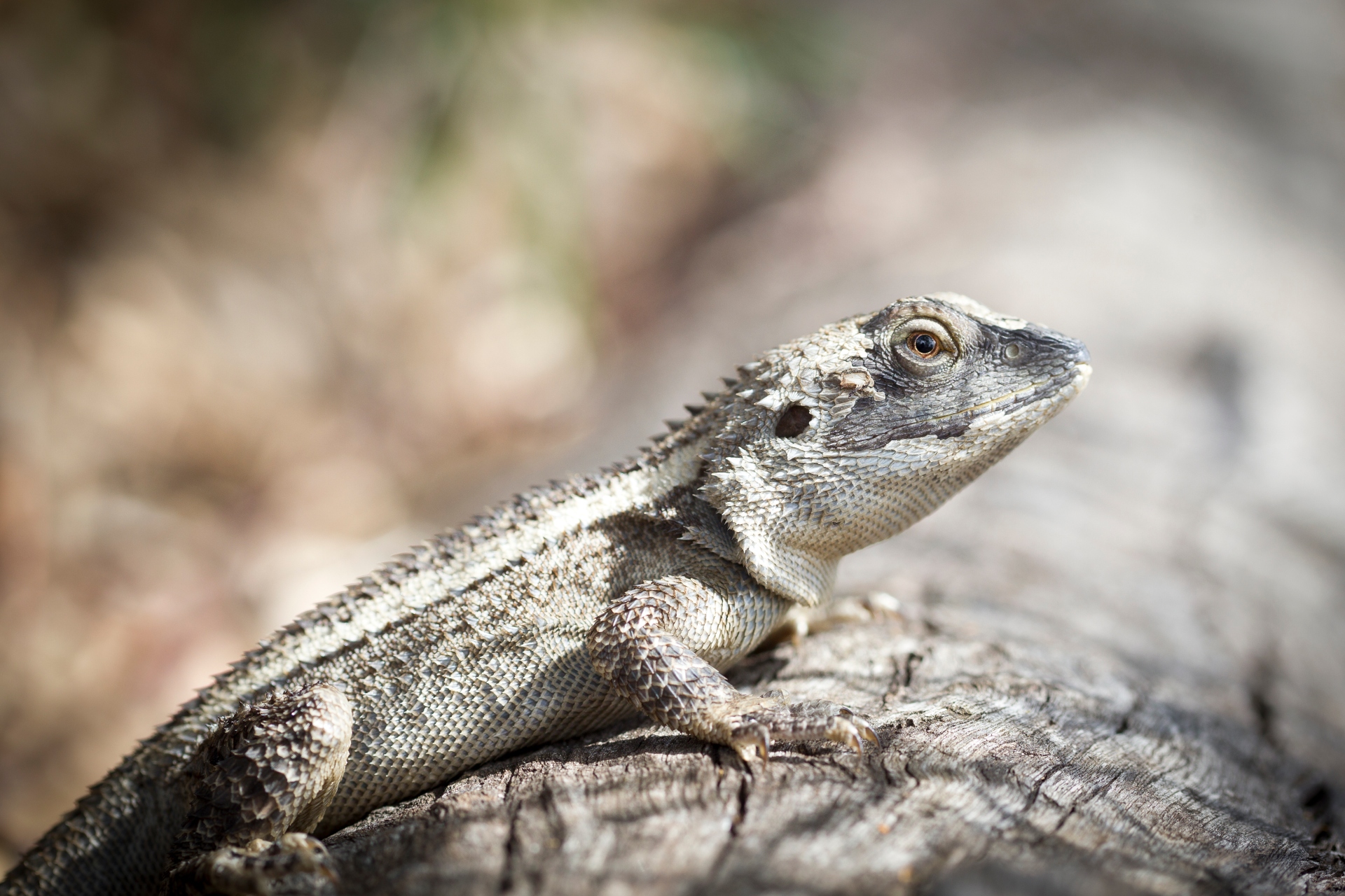 A large grey lizard perches on a log