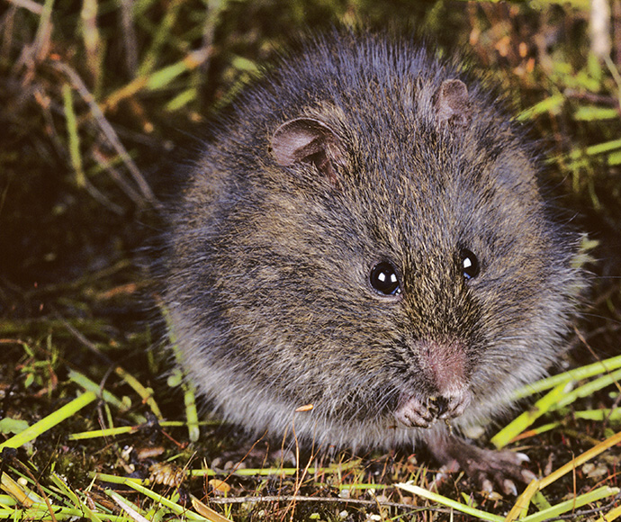 Broad-toothed rat (Mastacomys fuscus)