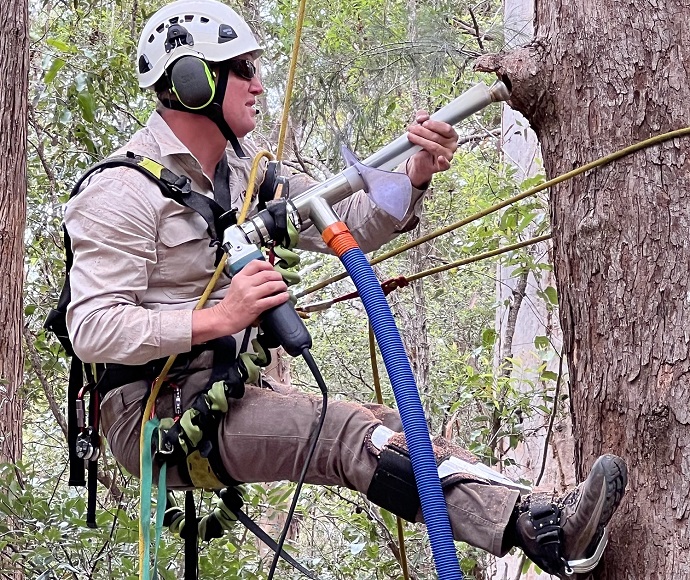 Person wearing a helmet and using tree climbing equipment bores a hole n the tree trunk using the Hollowhog boring tool