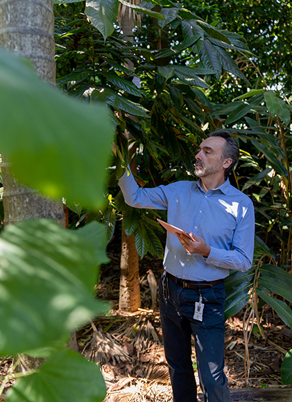 A man stands with an ipad in one hand, inspecting a tree