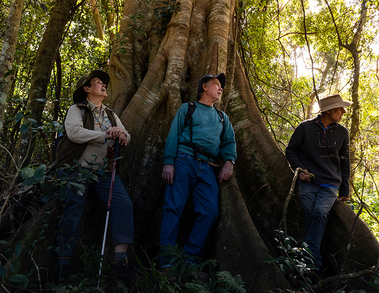 Three people standing at the base of a tree that's wider than all of them.