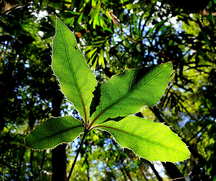 Oak leave shown with the sun shining through it