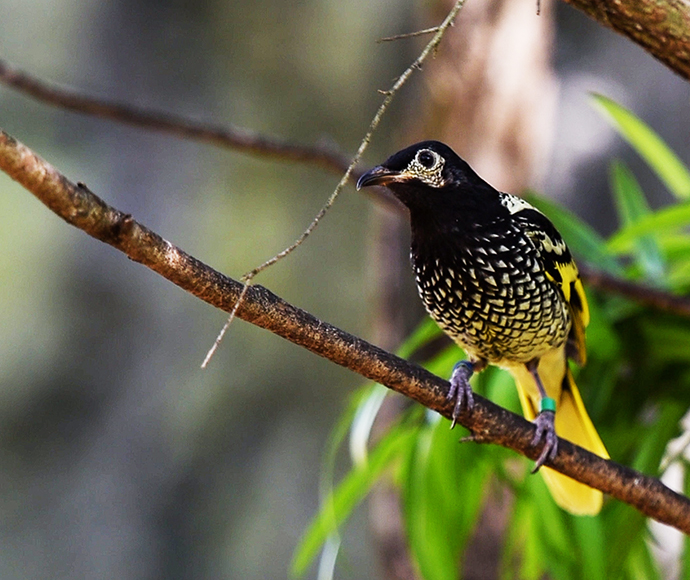 Regent honeyeater (Anthochaera phrygia)