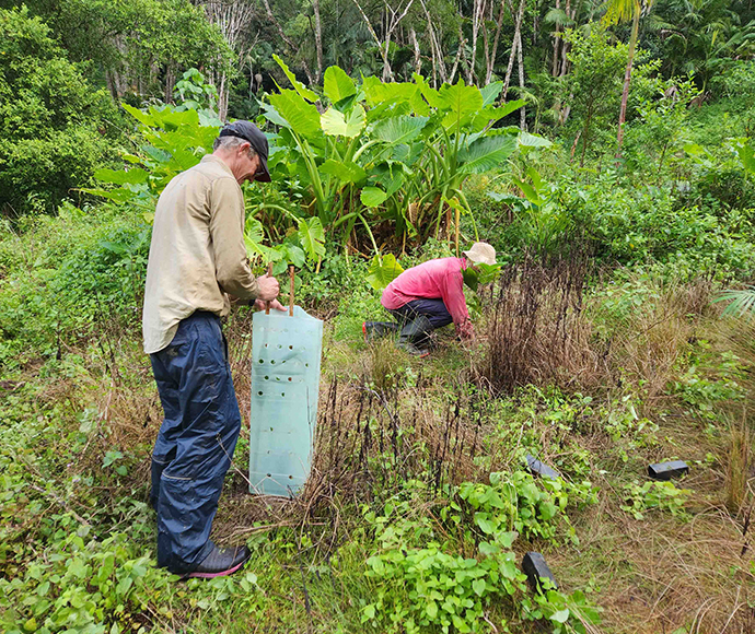 Two people planting tube stock in the forest and putting a protective sleeve around them so they don't get eaten by wildlife til they're more established