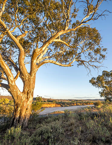 A large, vibrant eucalyptus tree with a thick trunk and sprawling branches stands prominently in a dry landscape during golden hour, with sunlight casting warm tones on its bark and the surrounding shrubbery. The clear blue sky in the background contrasts with the earthy colours of the Australian outback.